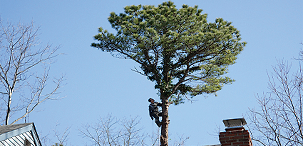 inspecting tree